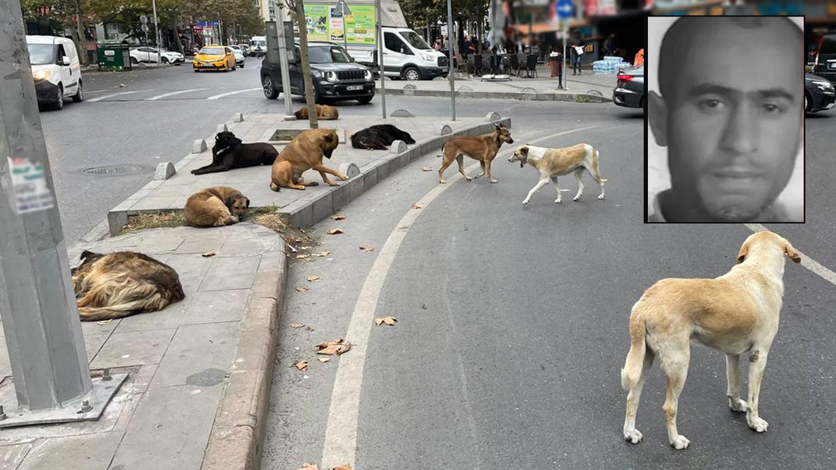 Korkunç olay: Sokak köpekleri bir kişinin boğazını parçaladı!