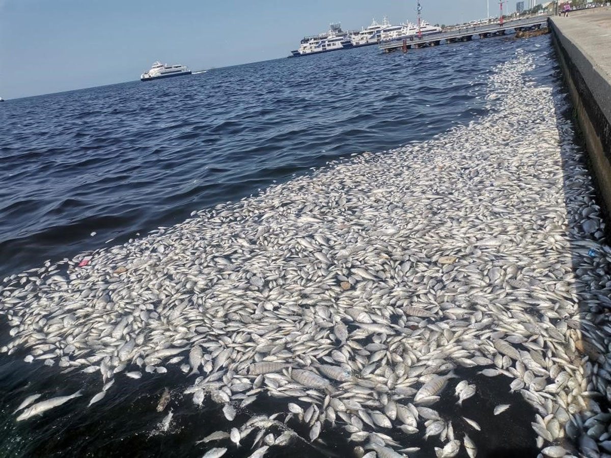 İzmir'deki toplu balık ölümleriyle ilgili Bakan Kurum'dan kritik talimat