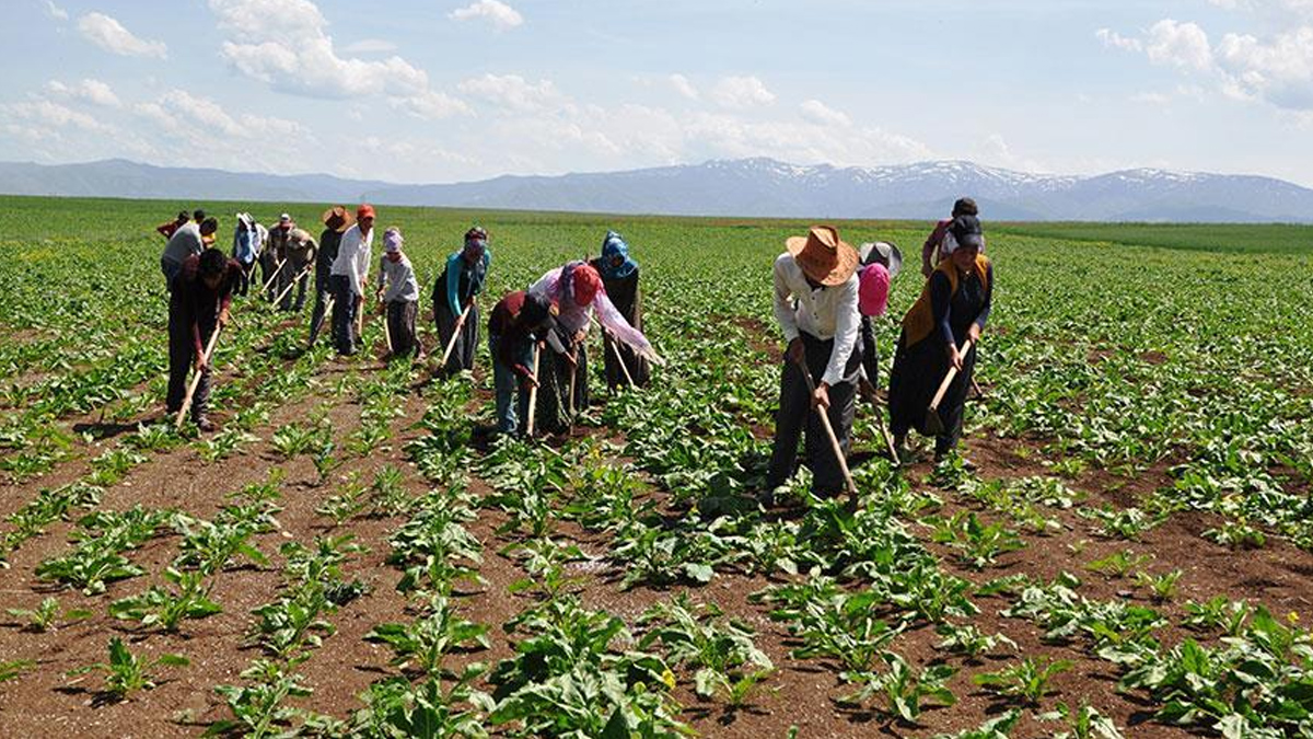 Geçtiğimiz yıl tarım işçilerinin günlük ücreti arttı