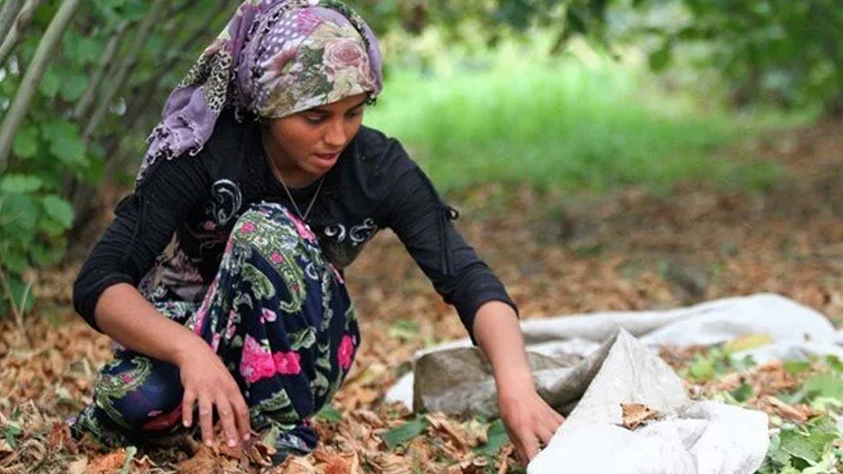 Fındık işçilerinin günlük yevmiyesi belli oldu