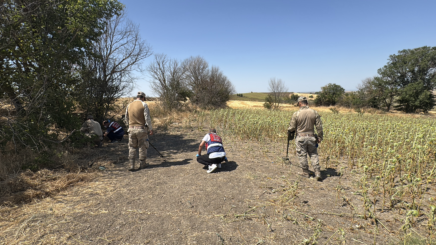 V Edirnu našli ustreljeno žensko truplo v sončnični njivi