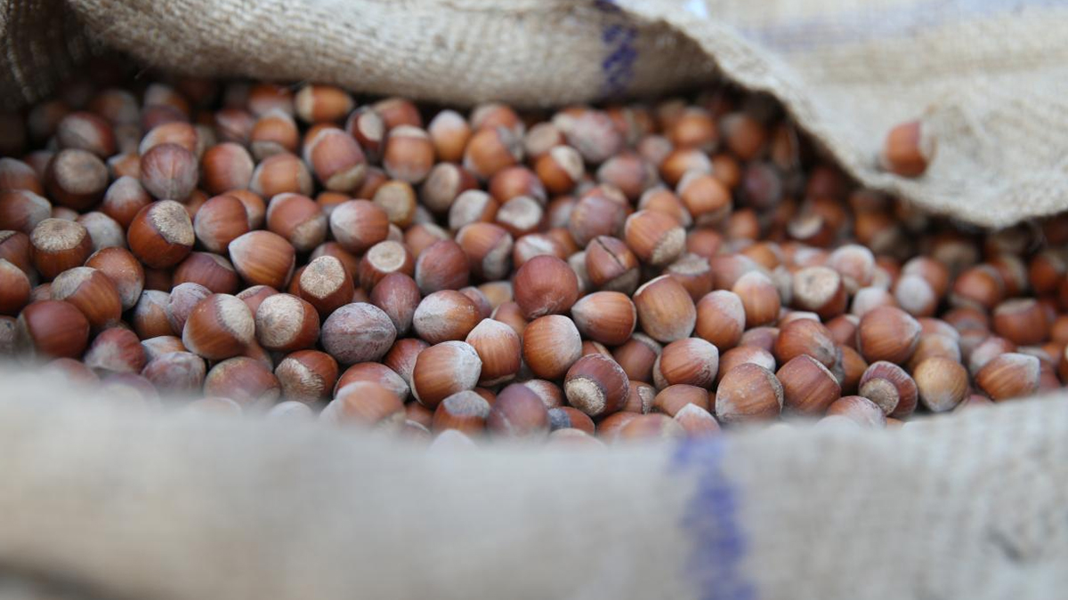 Turško ministrstvo določilo odkupne cene lešnikov za sezono 2025/26