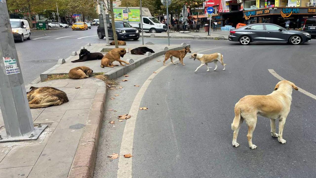 İstanbul'daki sahipsiz sokak köpekleri için karar