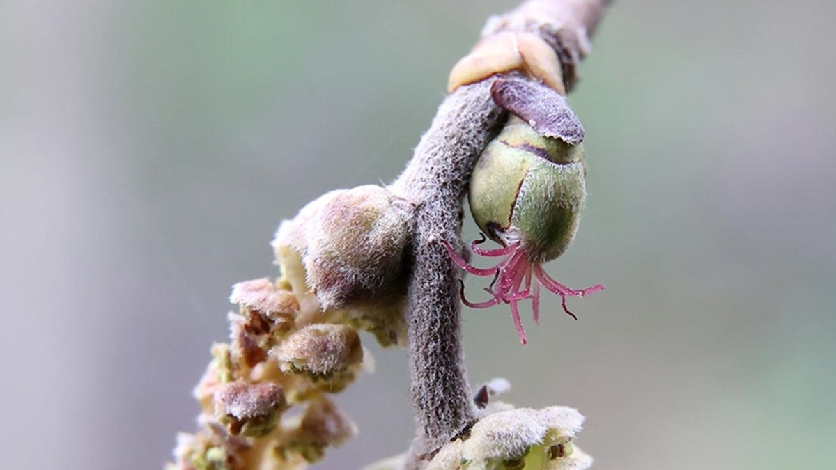 Turški minister Yumaklı napovedal 2,3 milijarde lir odškodnine za škodo zaradi pozebe na lešnikih