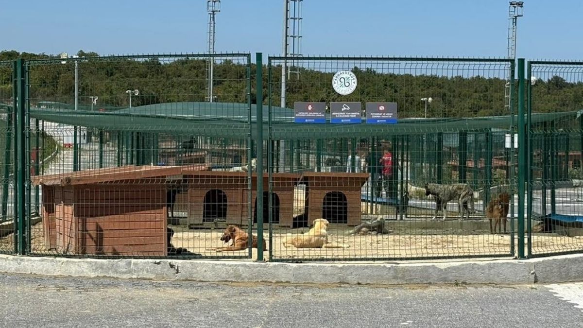 V Istanbulu se začenja zbiranje zapuščenih živali po ukazu guvernerja