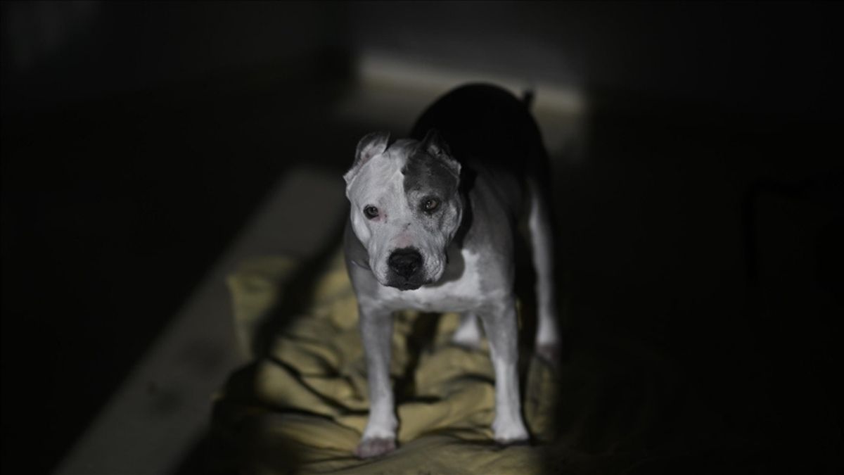 Köpek kavgası kanlı bitti: Komşunun köpeğini vurarak öldürdü