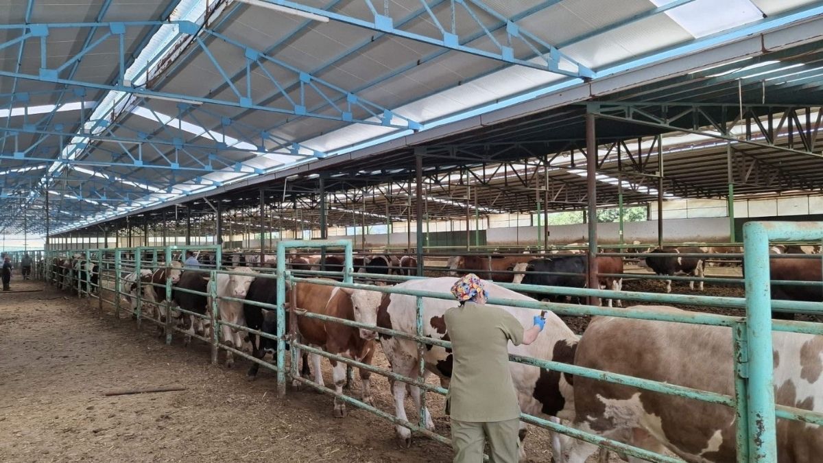 V Turčiji ponovno odpirajo živinske tržnice po uspešnem obvladovanju bolezni šap