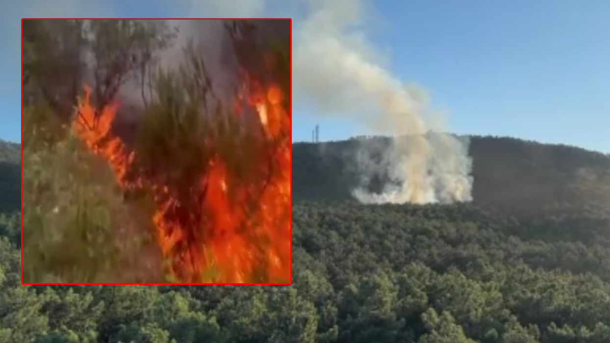 Ataşehir'de ormanlık alanda çıkan yangın söndürüldü