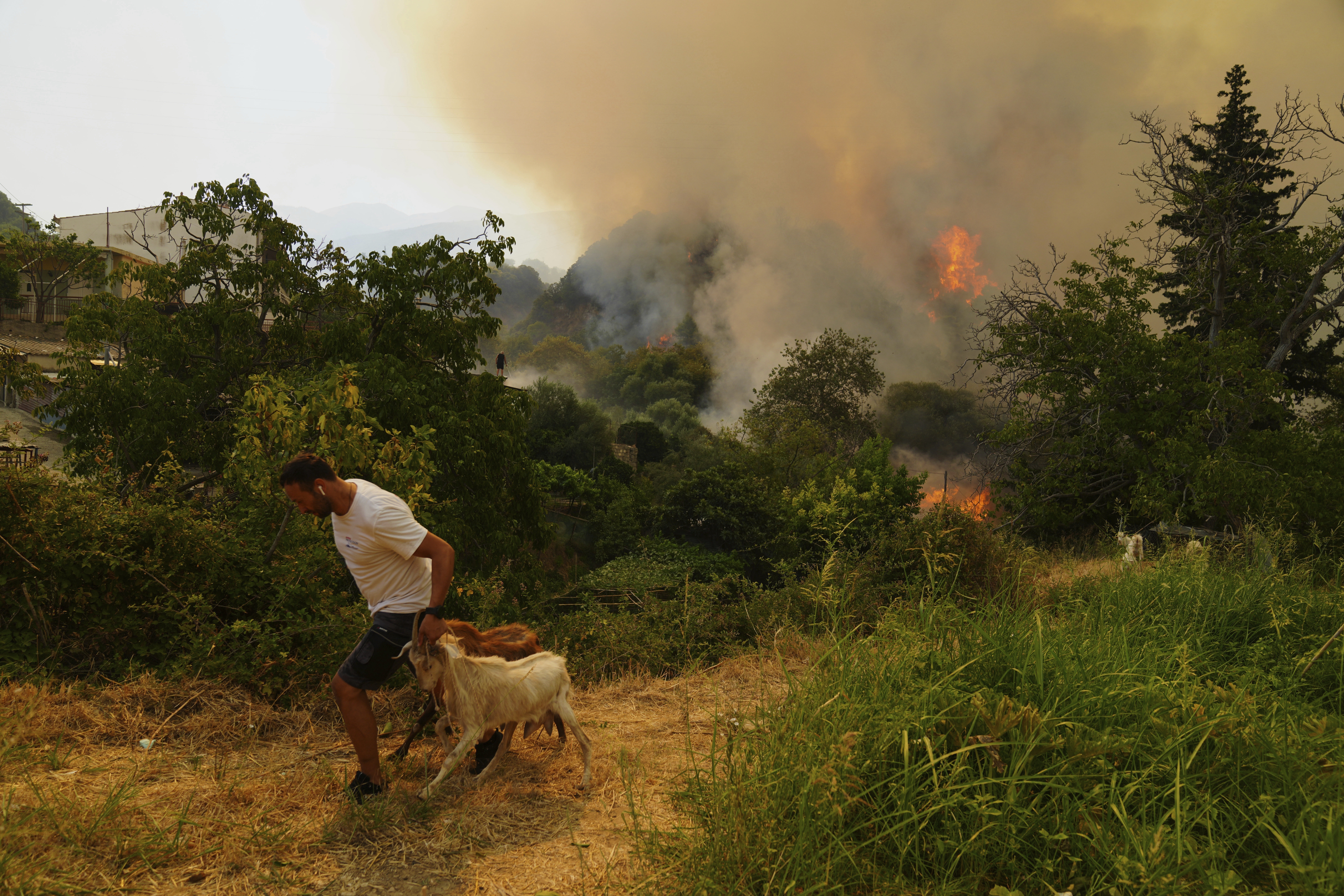 V Grčiji letos v požarih zgorelo več kot 470.000 donumov površin