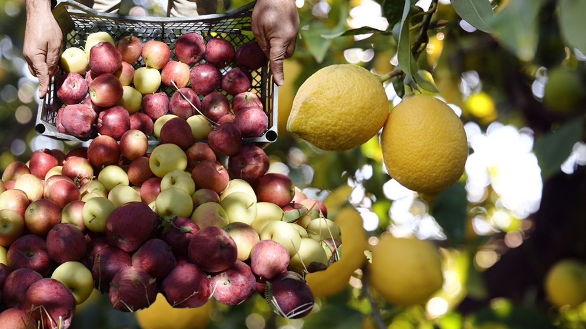 Fiyat dalgalanmaları önlenecek: Elma ve limon ihracatı kontrol altında