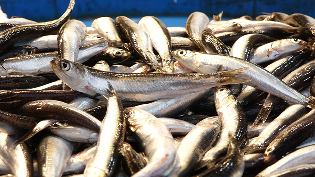 Karadeniz'in incisi çıldırdı! Hamsinin fiyatı düşmeye başladı