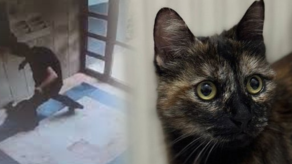 Moški v Turčiji obsojen na zaporno kazen zaradi mučenja in uboja mačke Cezve