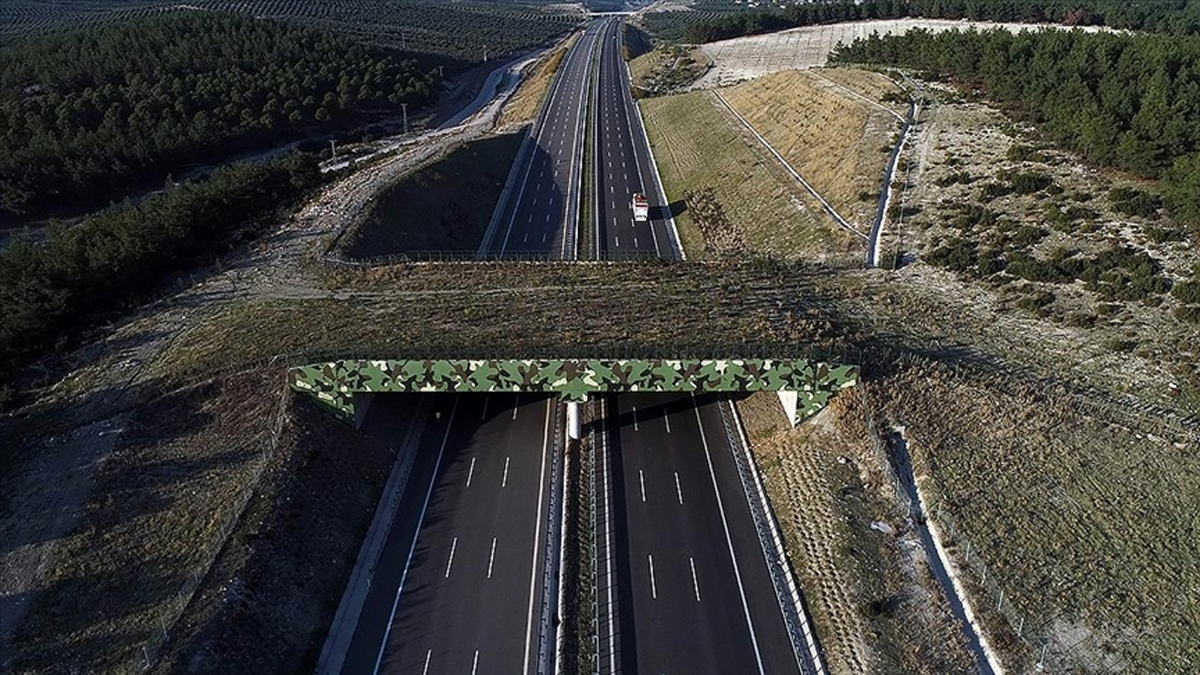 Türkiye'nin 11. kara yolu ekolojik köprüsünün yıl sonunda tamamlanması hedefleniyor