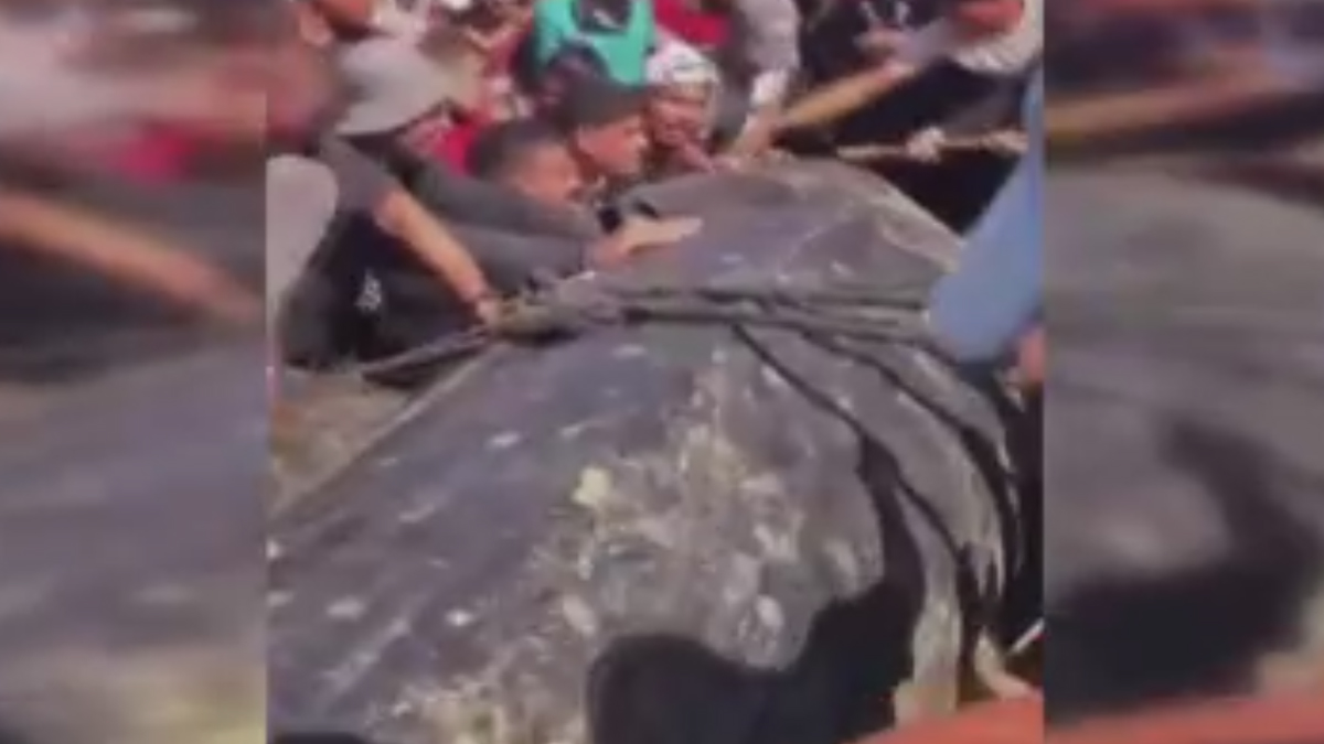 Gazze'ye denizden gelen hediye! Dev balık Filistinlileri sevince boğdu