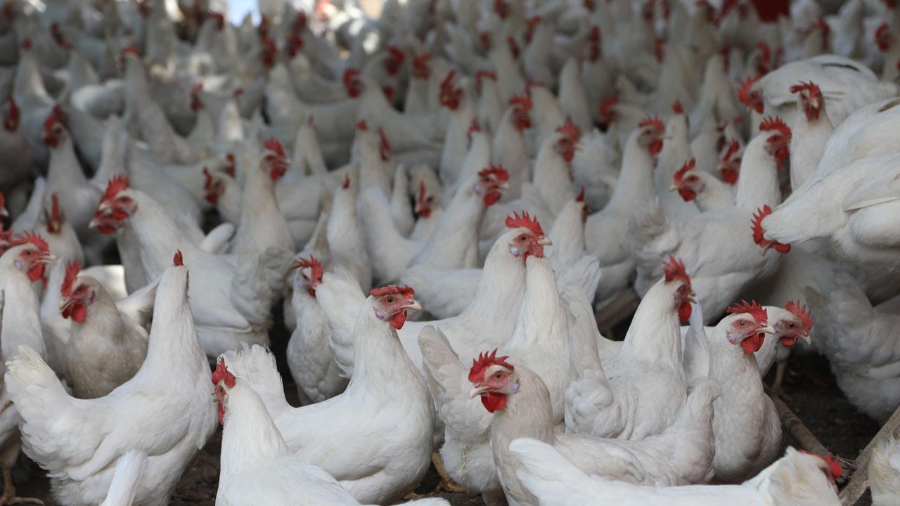 Japonya'daki çiftlikte kuş gribi paniği: Tavuklar itlaf edilecek