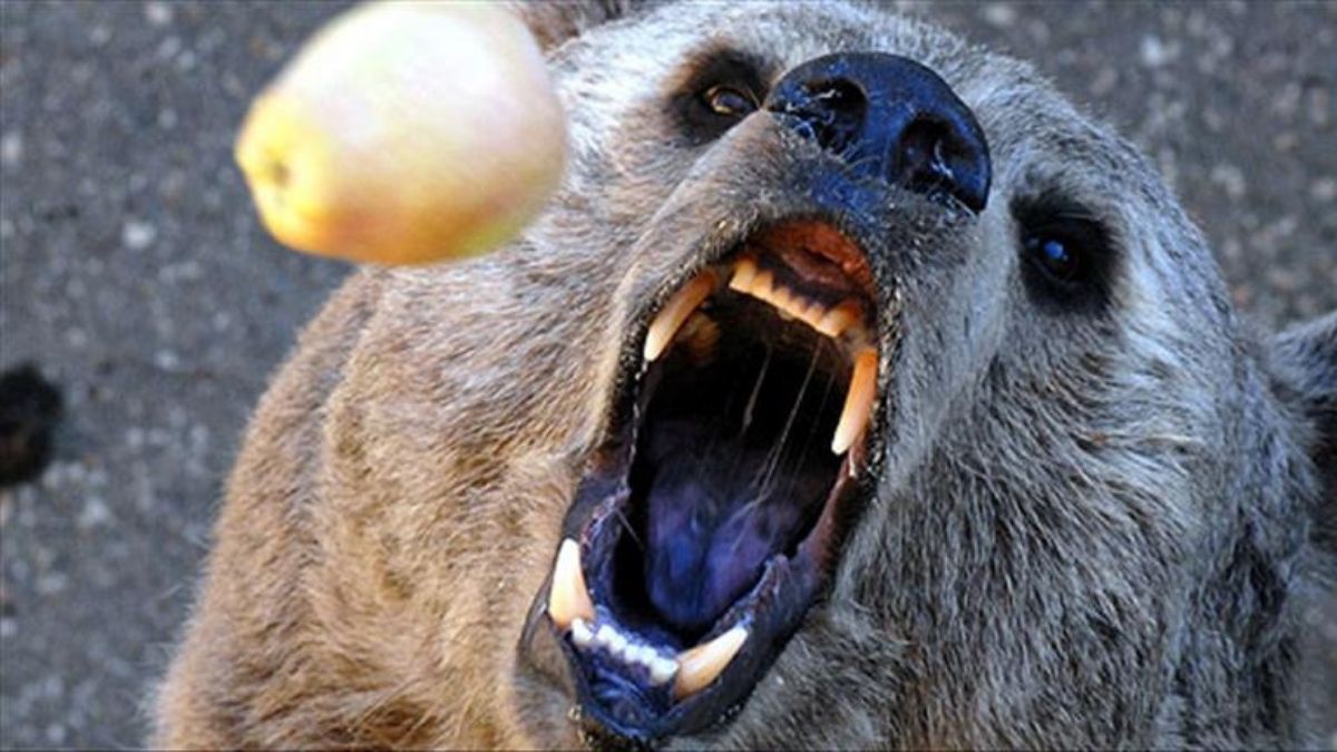 Ayılar ülke gündeminde! Japonya'da 12 ölü hükümeti harekete geçirdi