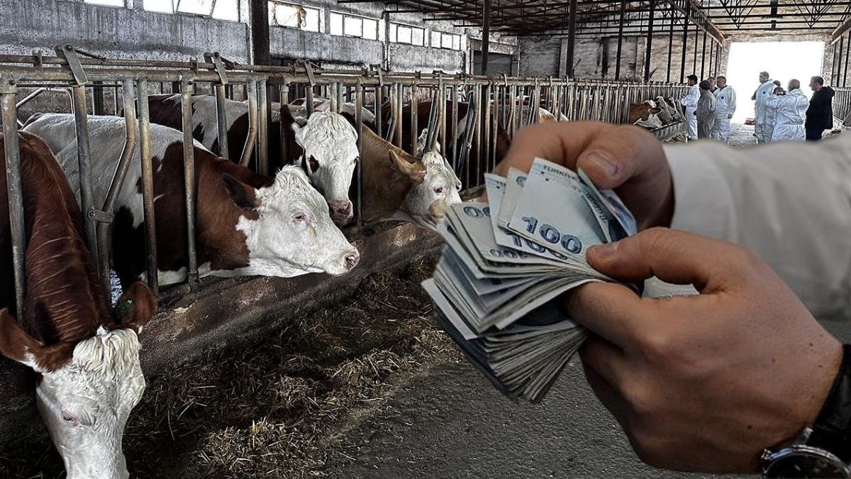 Yeni dönem 1 Ocak'ta başlıyor! Hayvancılık desteklemede kurallar değişti