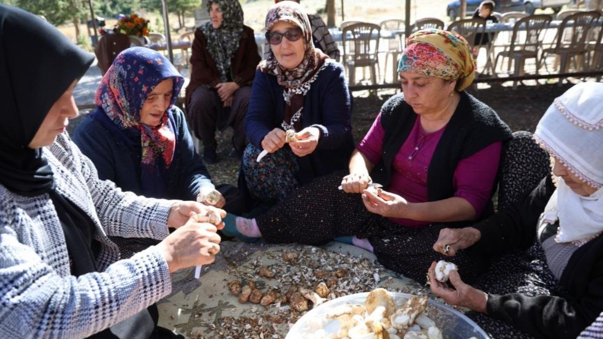 Turške gozdne vasi bogatijo z izvozom gob "cedra" na Japonsko