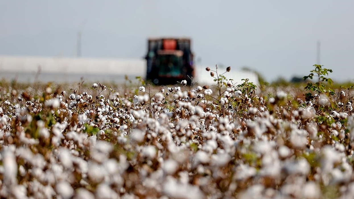 Pamuk hasatı faciaya dönüştü: 28 yaşındaki genç feci şekilde can verdi