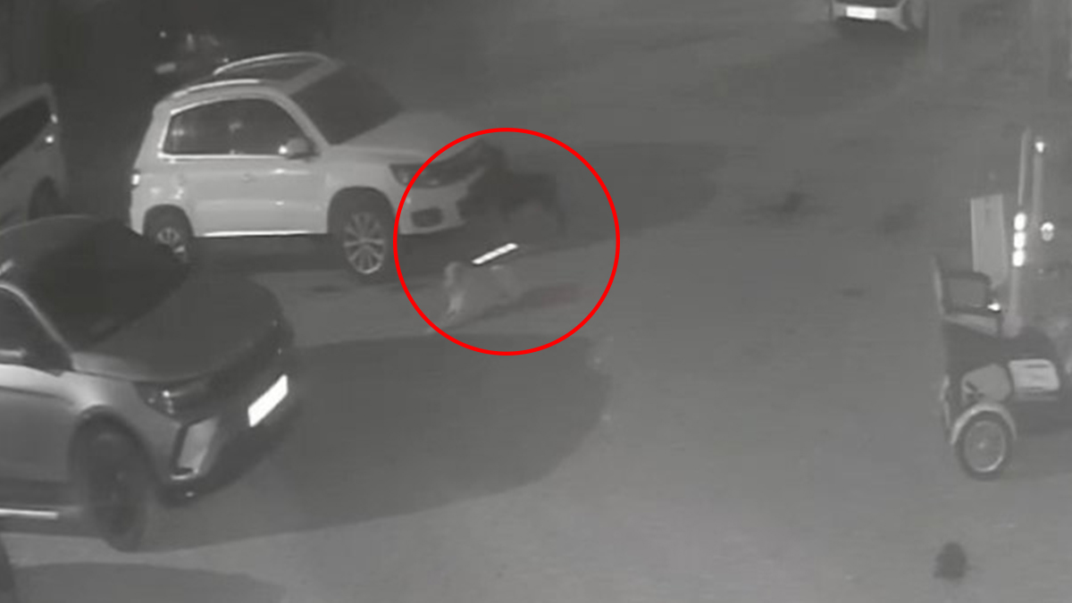 V Kastamonuju potepuški psi že večkrat poškodovali parkirana vozila