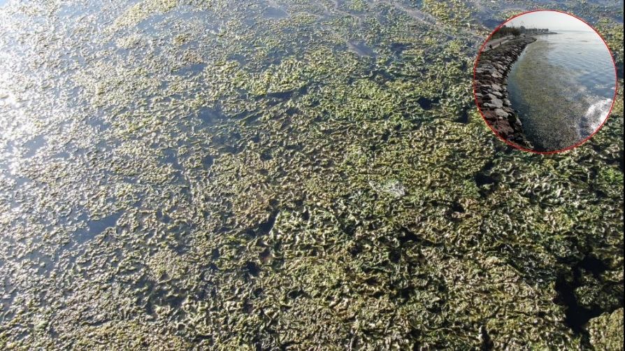 Arıtılmamış atık sular İzmir Körfezi'ni öldürdü! Profesörden isyan: Mevcut yönetimin bilimle hiçbir ilgisi yok