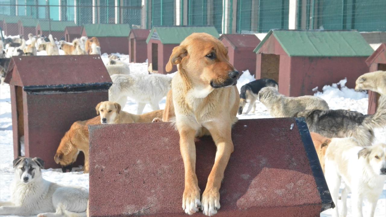 Sahiplendi, sonra sokağa attı! Rekor ceza örnek oldu