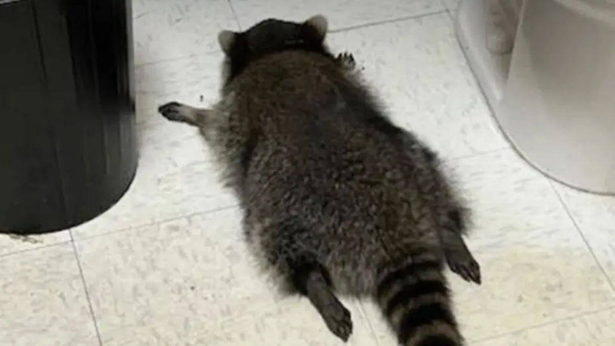 "Sarhoş rakun"un vukuatları ortaya çıktı