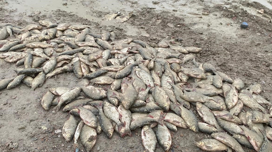 İBB'den doğa katliamı! Balıklar çamurda can verdi