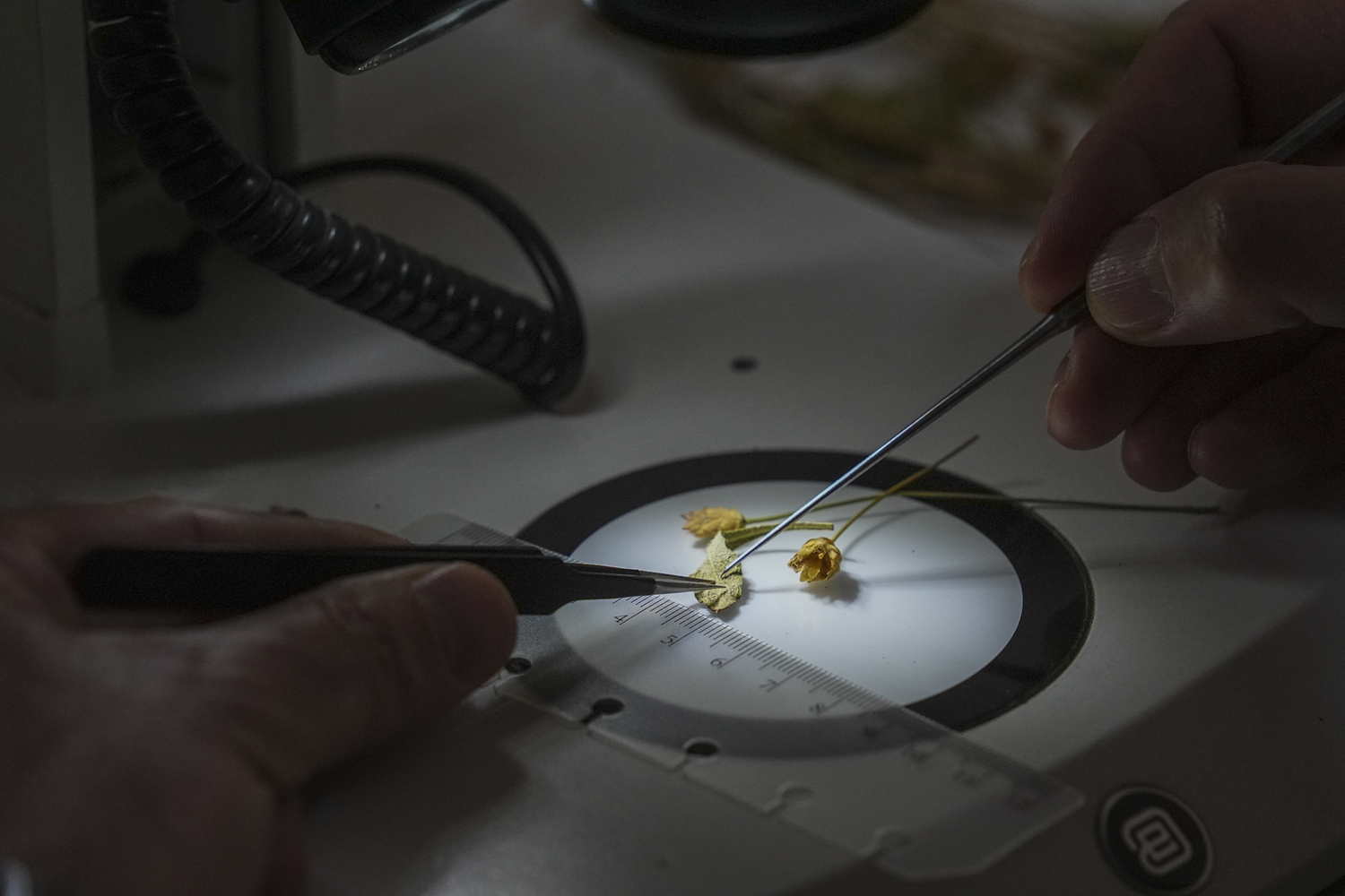 Çameli ve Fethiye arasında yeni bir bitki türü keşfedildi! Keşif, Phytotaxa'da yayımlandı