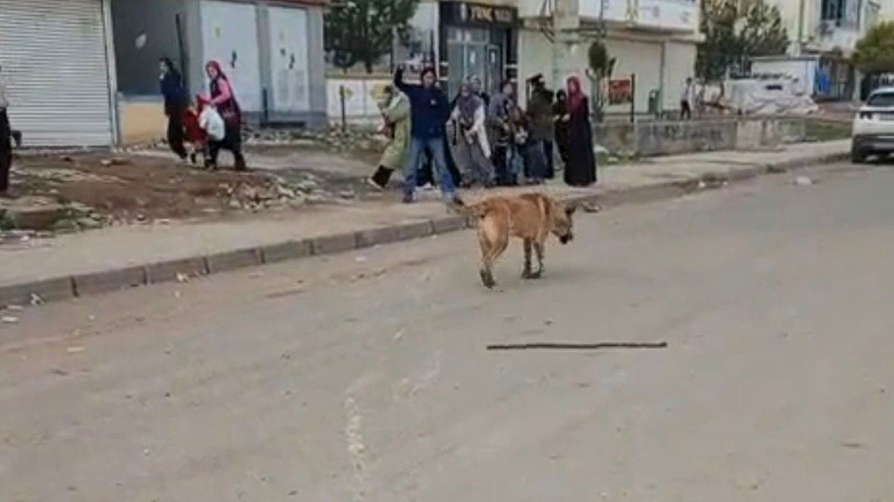Diyarbakır'da başıboş köpek dehşeti... "Bu hayvanların toplatılmasını istiyoruz"