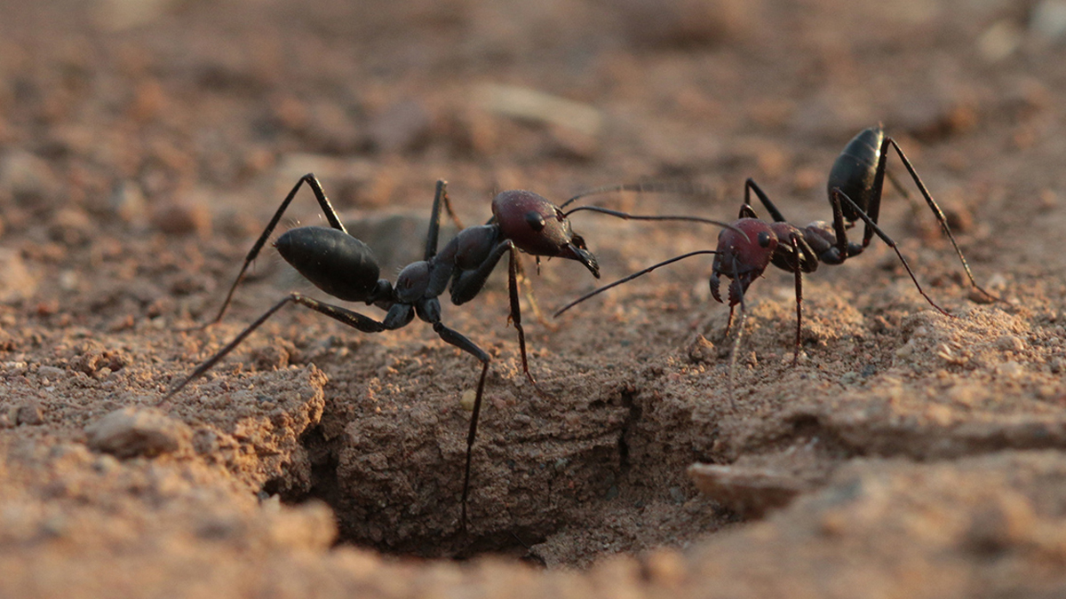Doğanın en tuhaf üreme yöntemi: Kraliçe karıncalar
