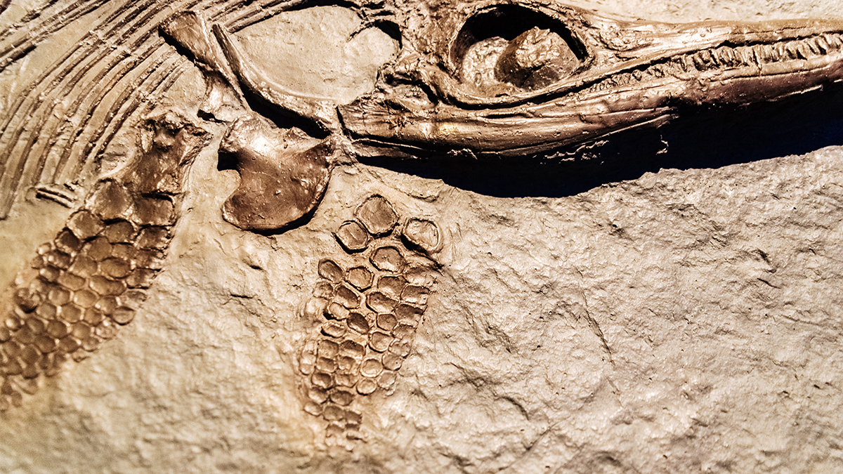 Fırtınada ölen pterosaur yavruları 150 milyon yıllık gizemi çözdü