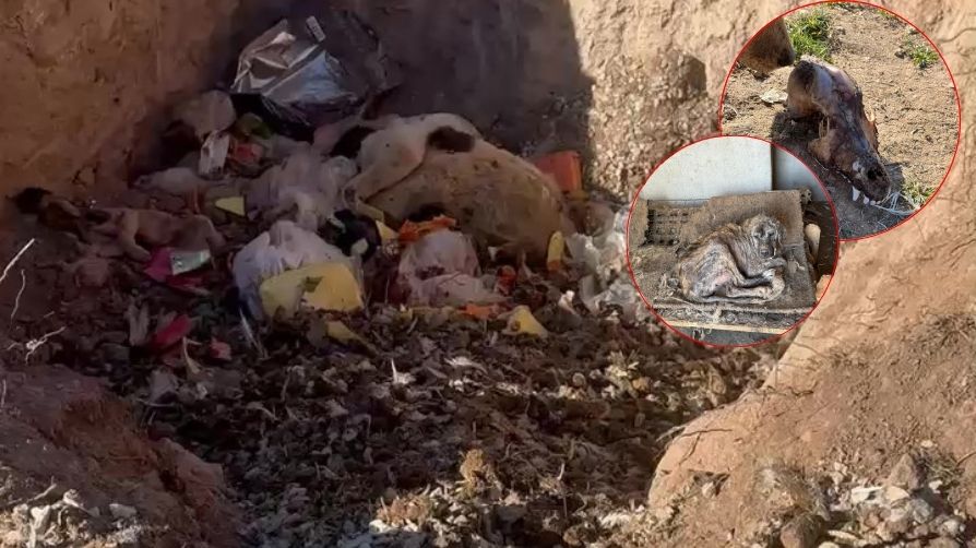 Sözde barınakta vahşet! Aç bırakılan köpekler birbirini yedi