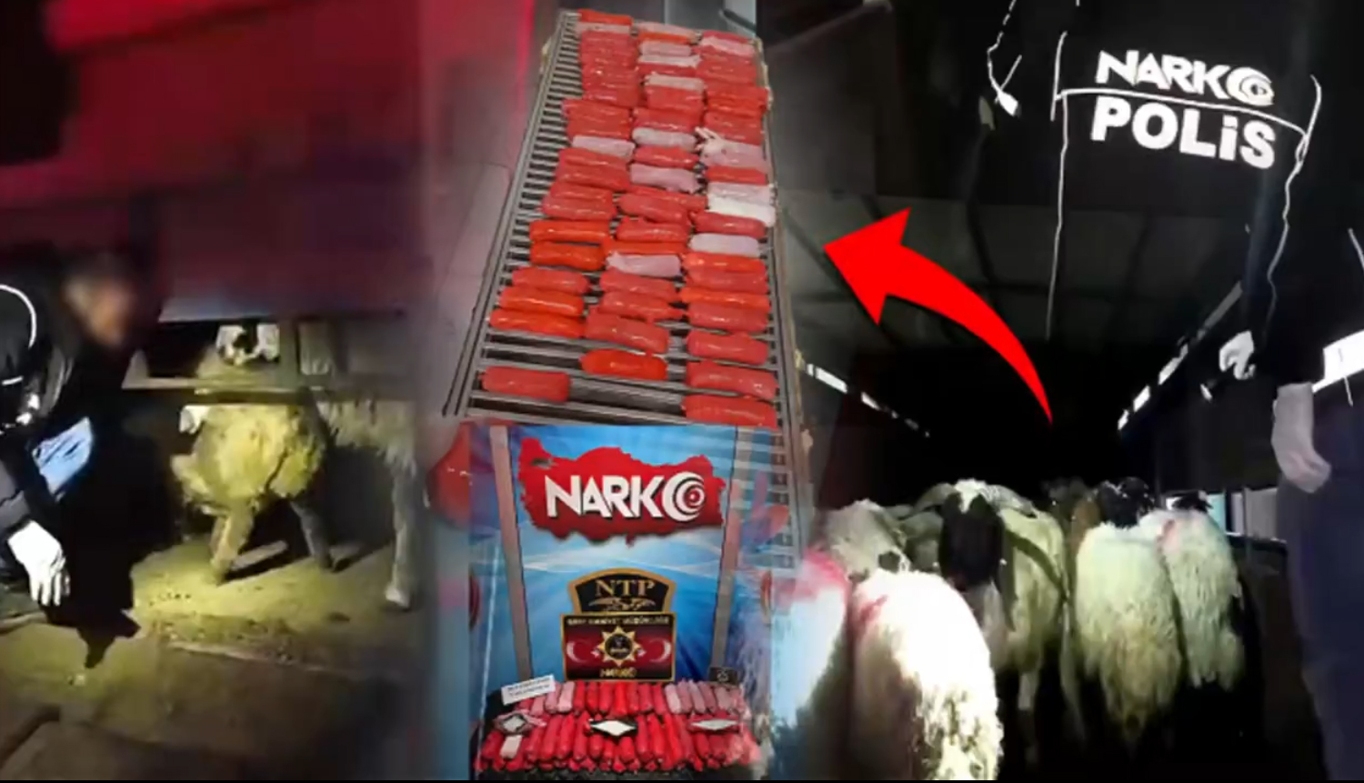 V Turčiji so v trebuhu drobnice našli več kot 54 kilogramov metamfetamina