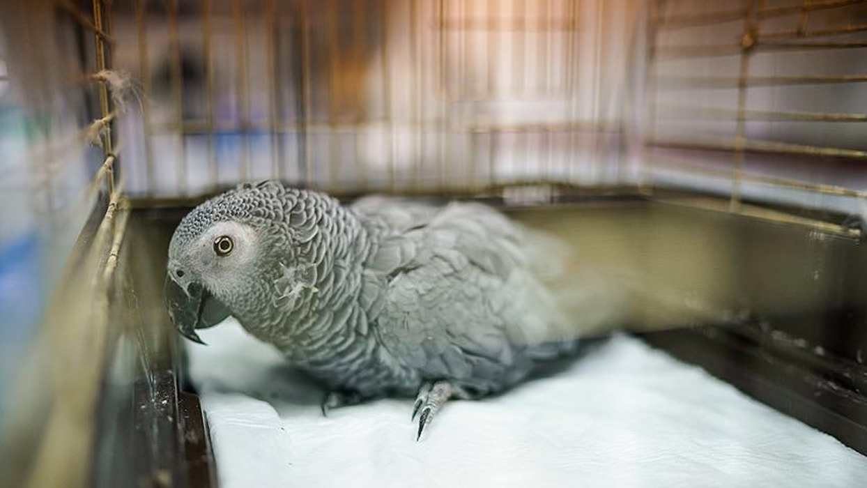 İstanbul Havalimanı'nda "gri papağan" operasyonu: Kaçakçılığa geçit verilmedi