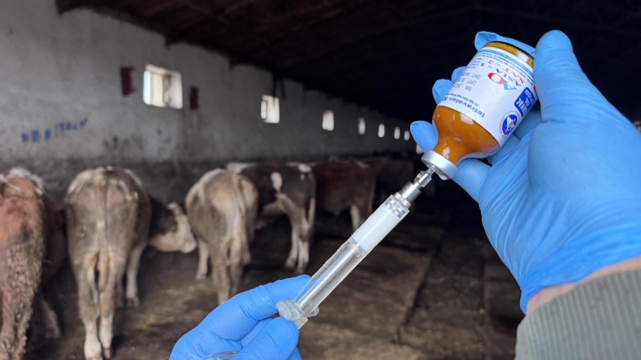 Yetiştiriciye uyarı! Aşılama programı belli oldu, cezası var