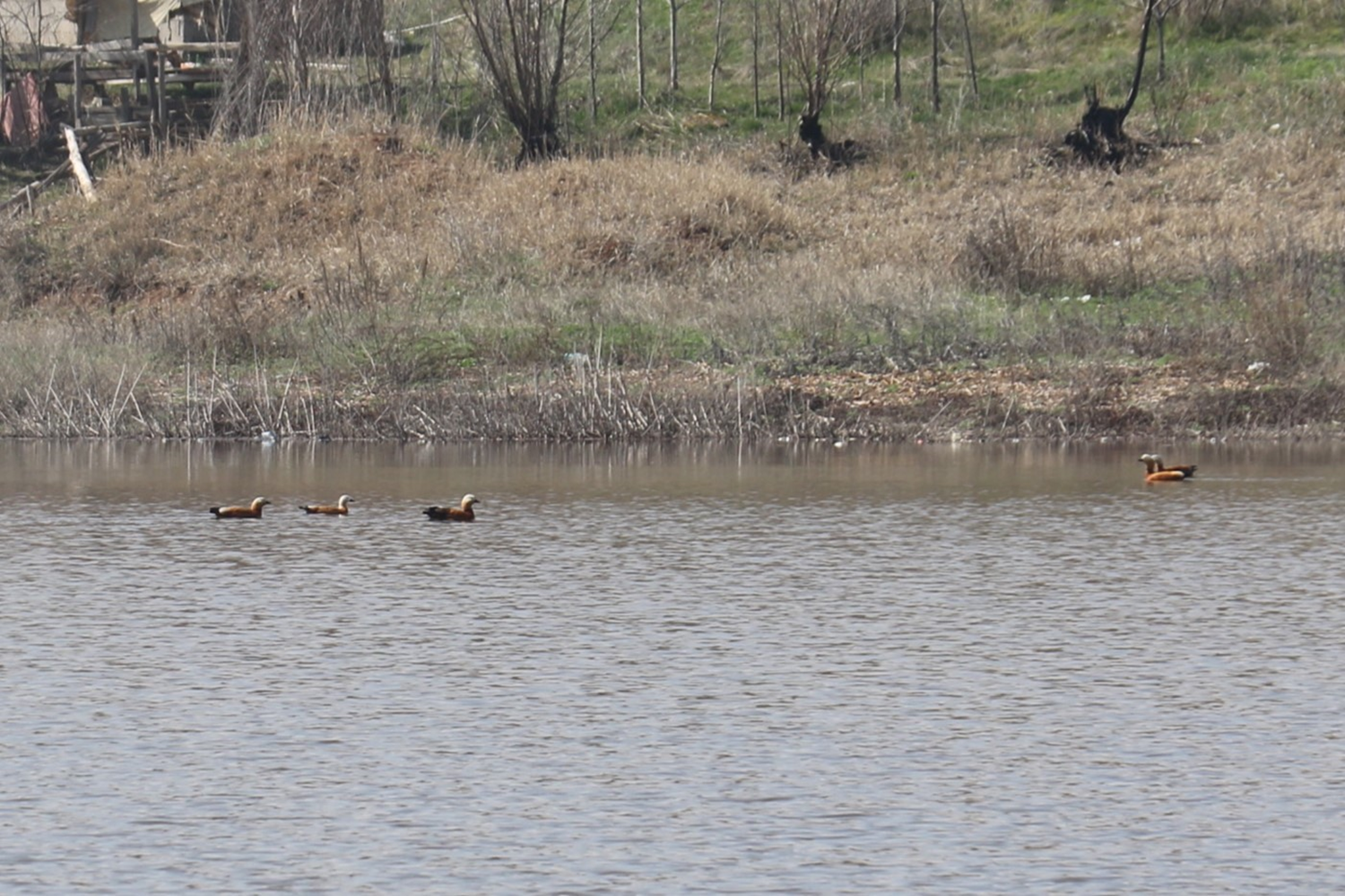 Yağışlar Kızılca göletine can suyu oldu