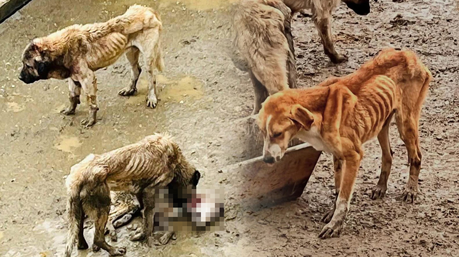 Valilikten CHP'li belediyeye soruşturma: Barınaktaki köpekler açlıktan birbirini yedi