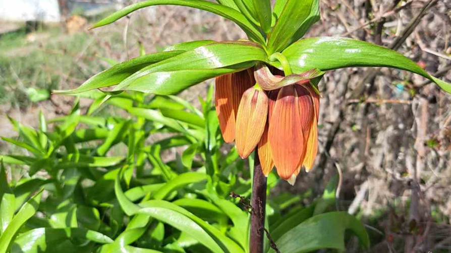 Gözleri gibi koruyorlar! Koparmanın cezası 700 bin TL