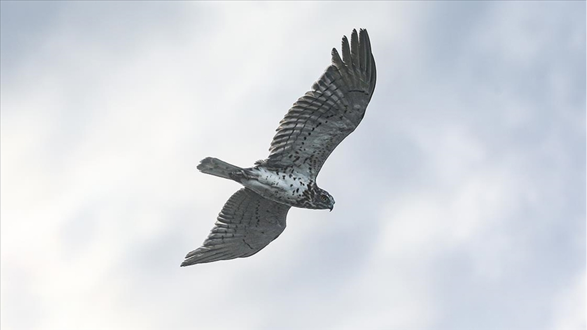 Saatte 320 kilometre hızla uçabiliyor! Iğdır'da kameralara takıldı