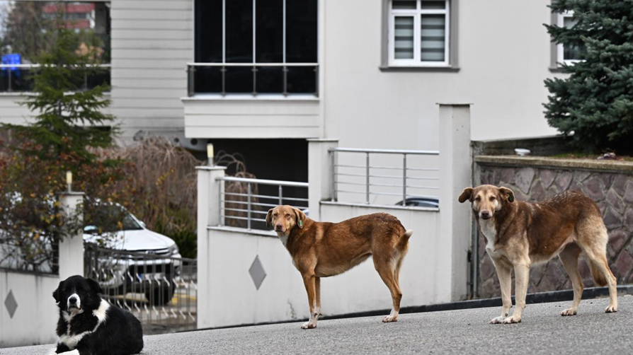 Valilikten sokak köpeği kararı: Belediyelere süre verildi