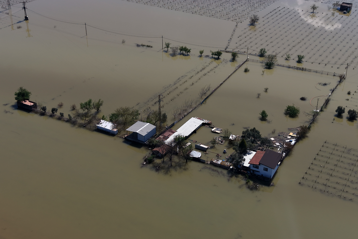 Manisa'da Gediz ve Nif taştı! Tarım arazileri ve hayvan damları sular altında