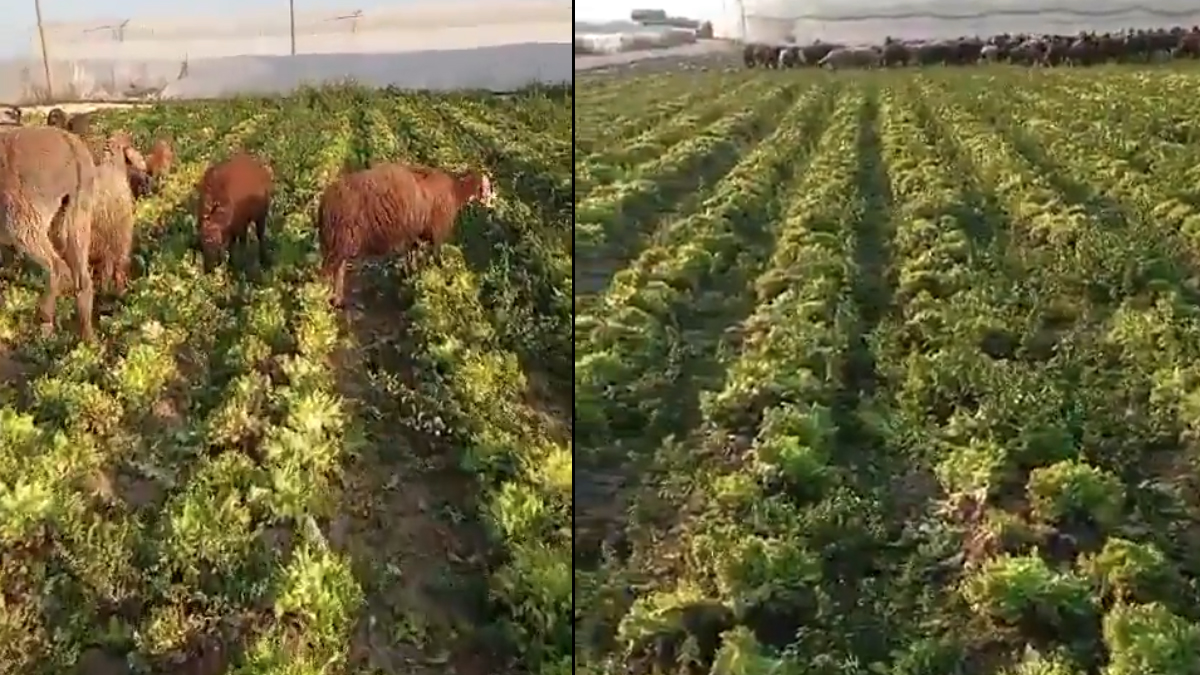 'Kıvırcık marullar koyunlara yem edildi' iddiası! Bakanlık tartışmaya son noktayı koydu: Çarpıtılarak paylaşılmıştır
