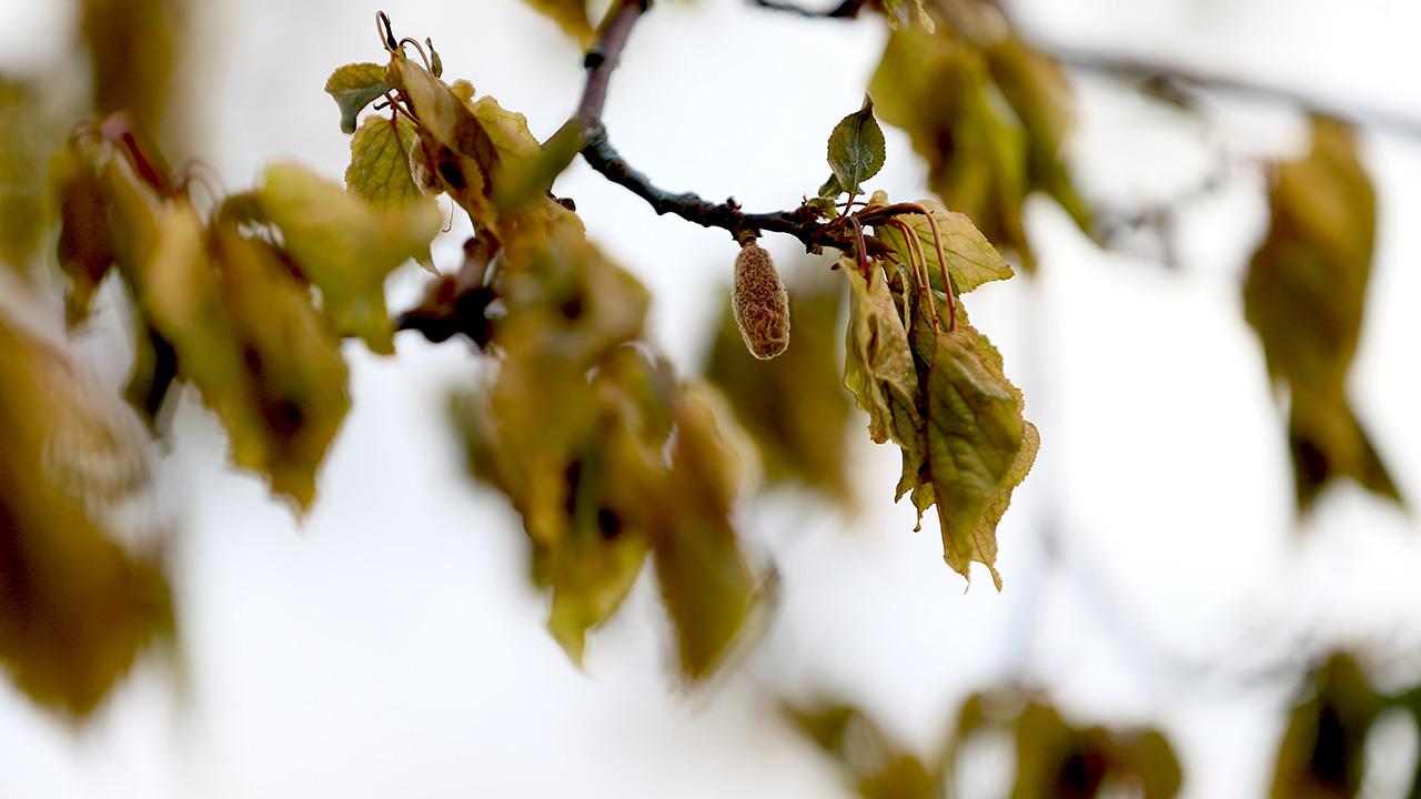 Tarım ve Orman Bakanlığı'ndan zirai don alarmı: Ekipler sahada olacak