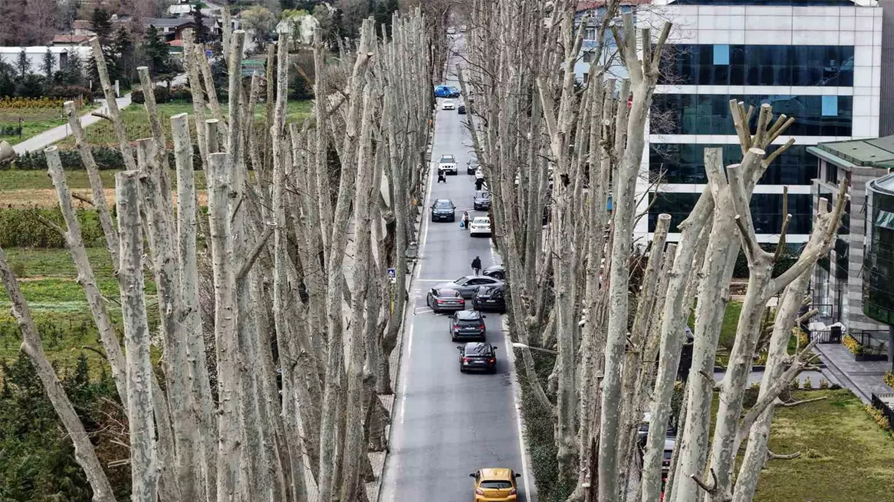 İş bilmez İBB 500 yıllık mirası katletti! Budama değil yeşil infaz