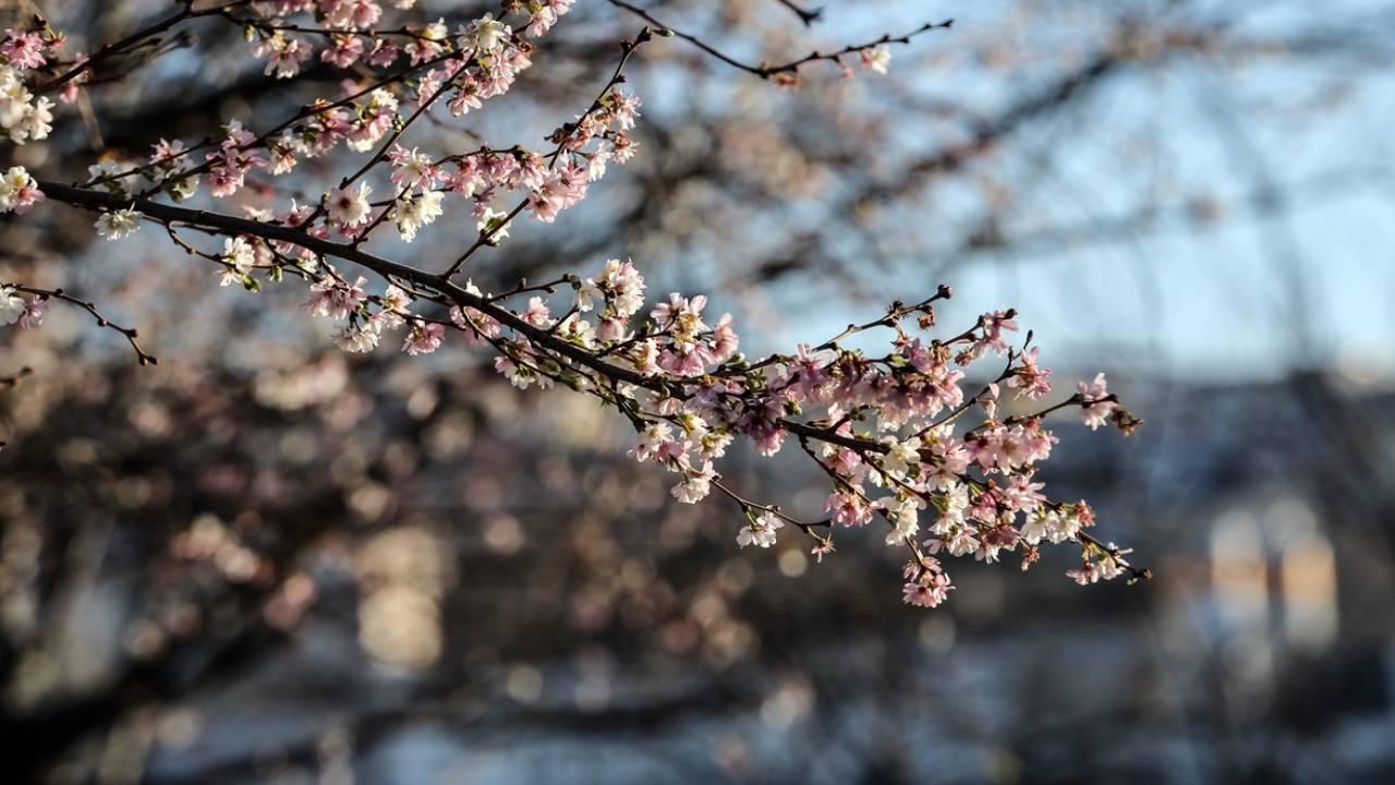 Yurt mevsim normallerine dönmeye başlayacak! Tarih verildi