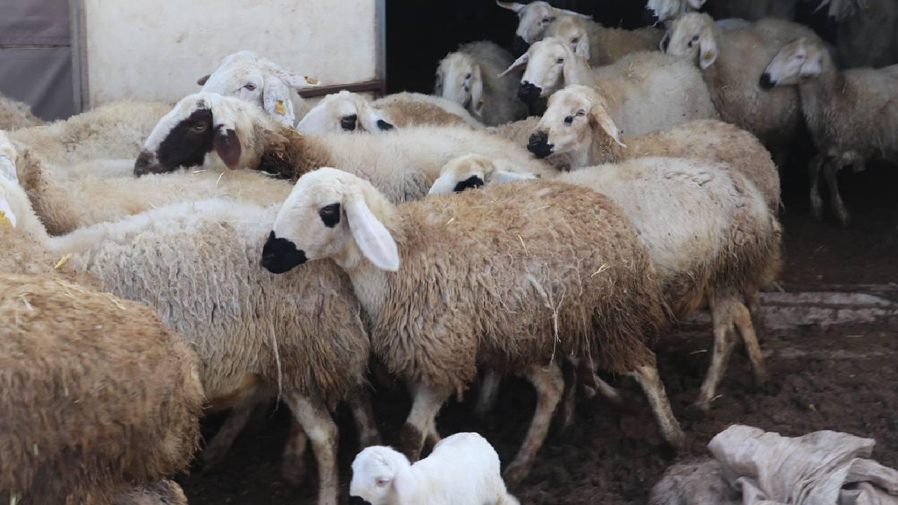 Kırsalda Bereket Projesi başladı: Başvurular Nisan sonuna kadar sürecek