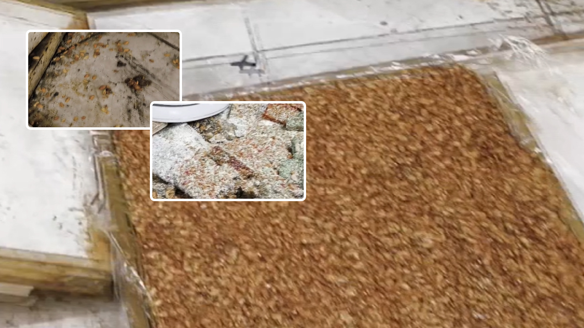 Zabıtalar kötü koku ihbarına geldiler: Gördükleri karşısında mideleri bulandı