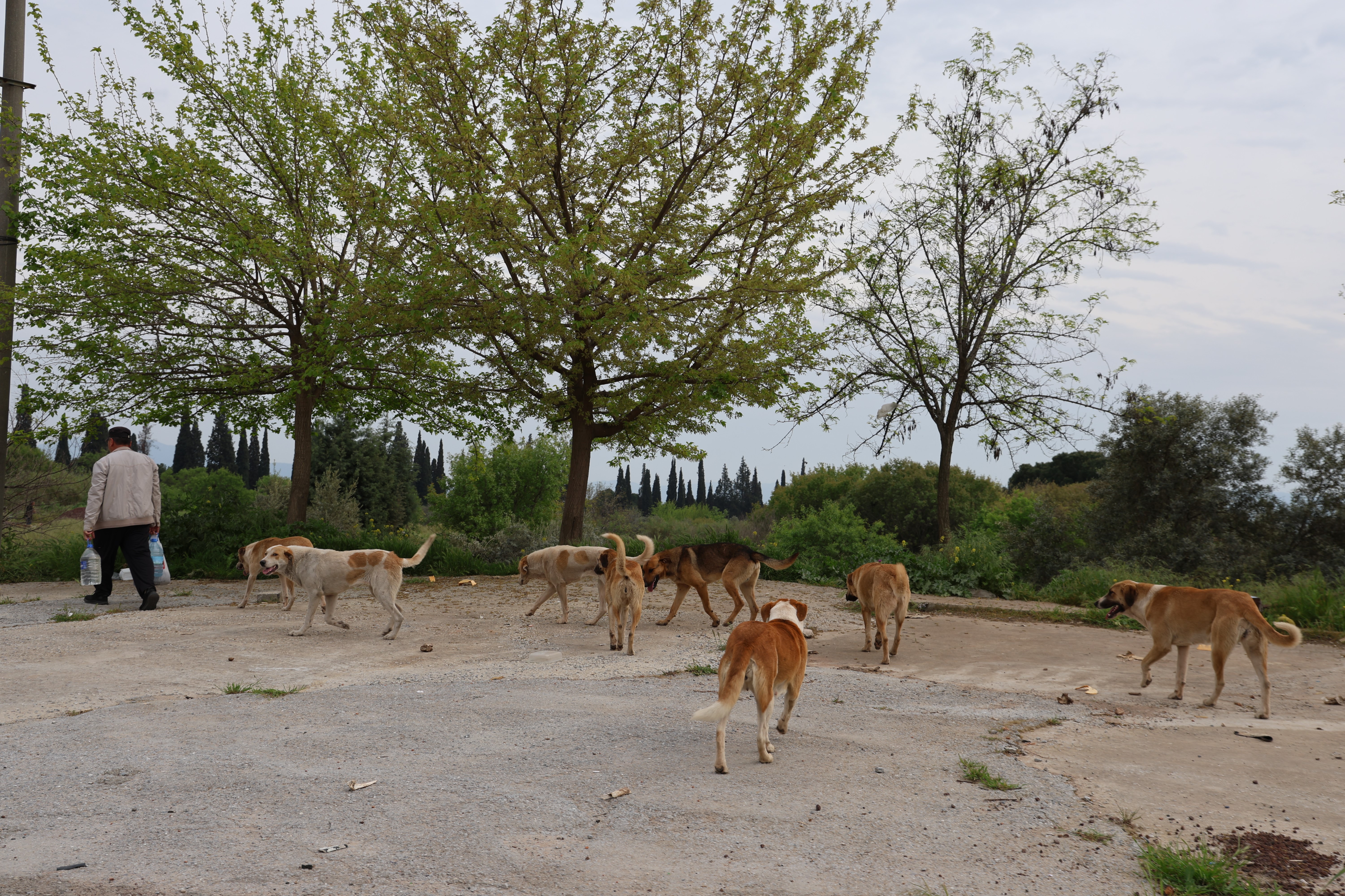 Sokak köpeği sorununa farklı çözüm: Şehir dışı besleme