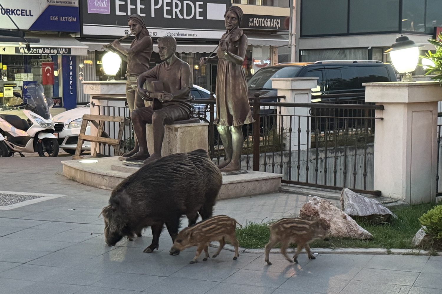 Marmaris'te yaban domuzları şehre indi: Anne ve 3 yavrusu sokak sokak gezdi